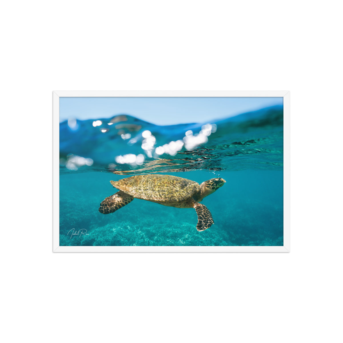 Sea Turtle at the Surface