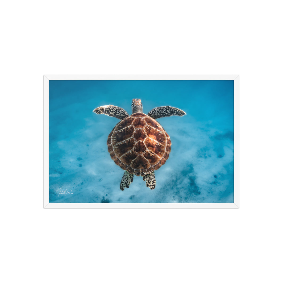 Flying Sea Turtle