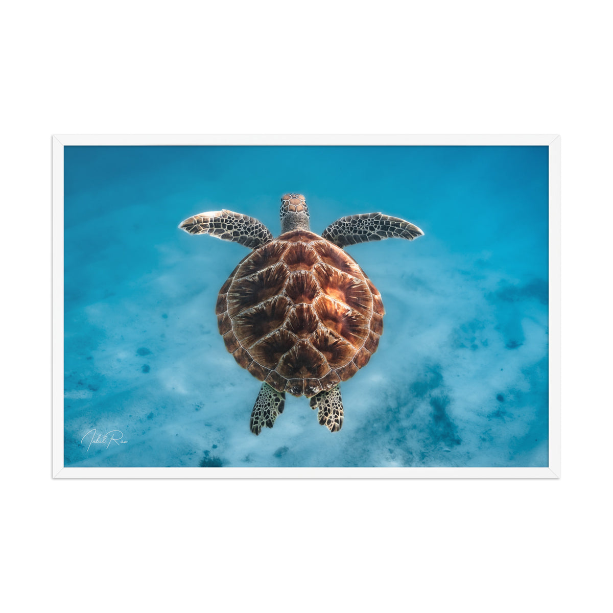 Flying Sea Turtle