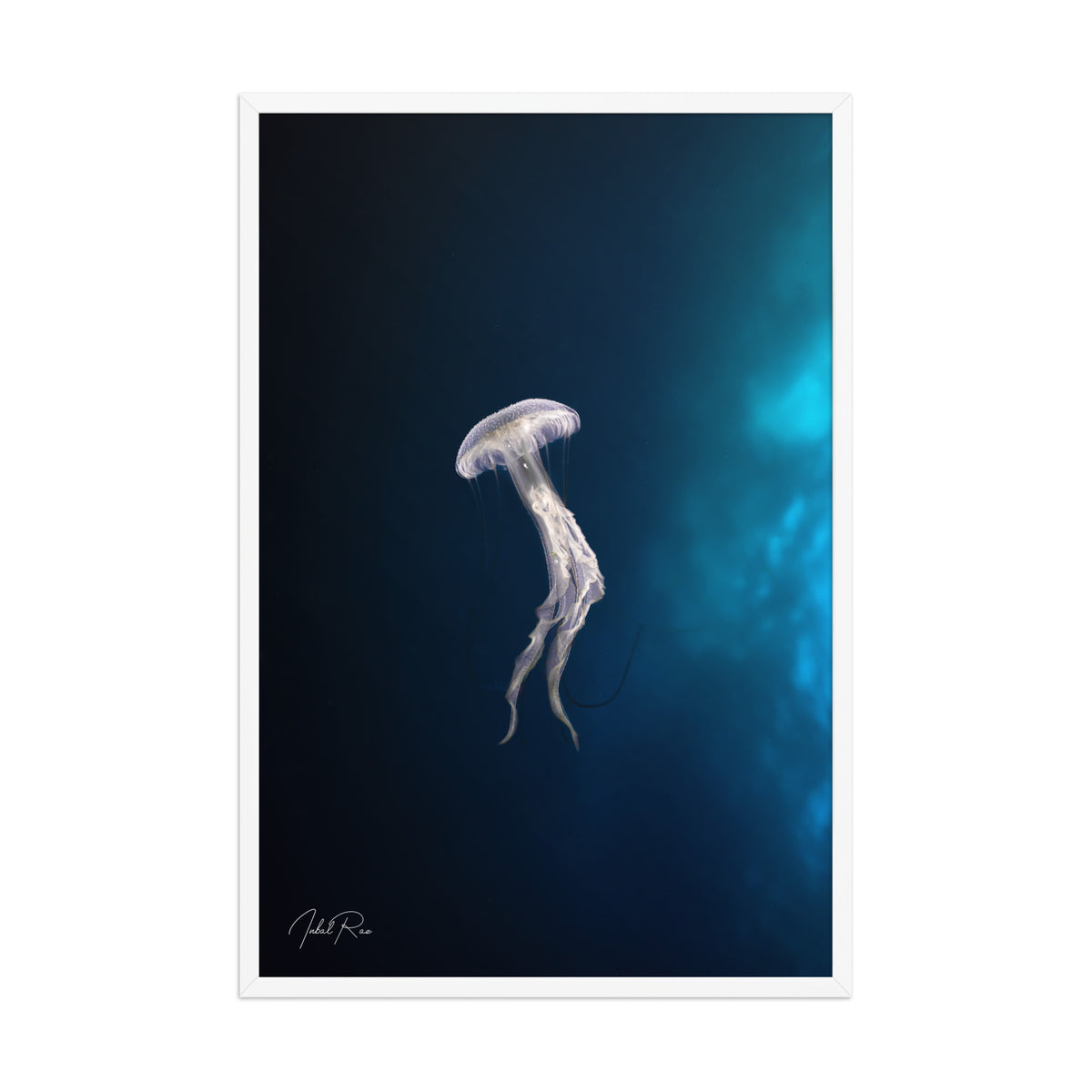 Elegance of a Jellyfish