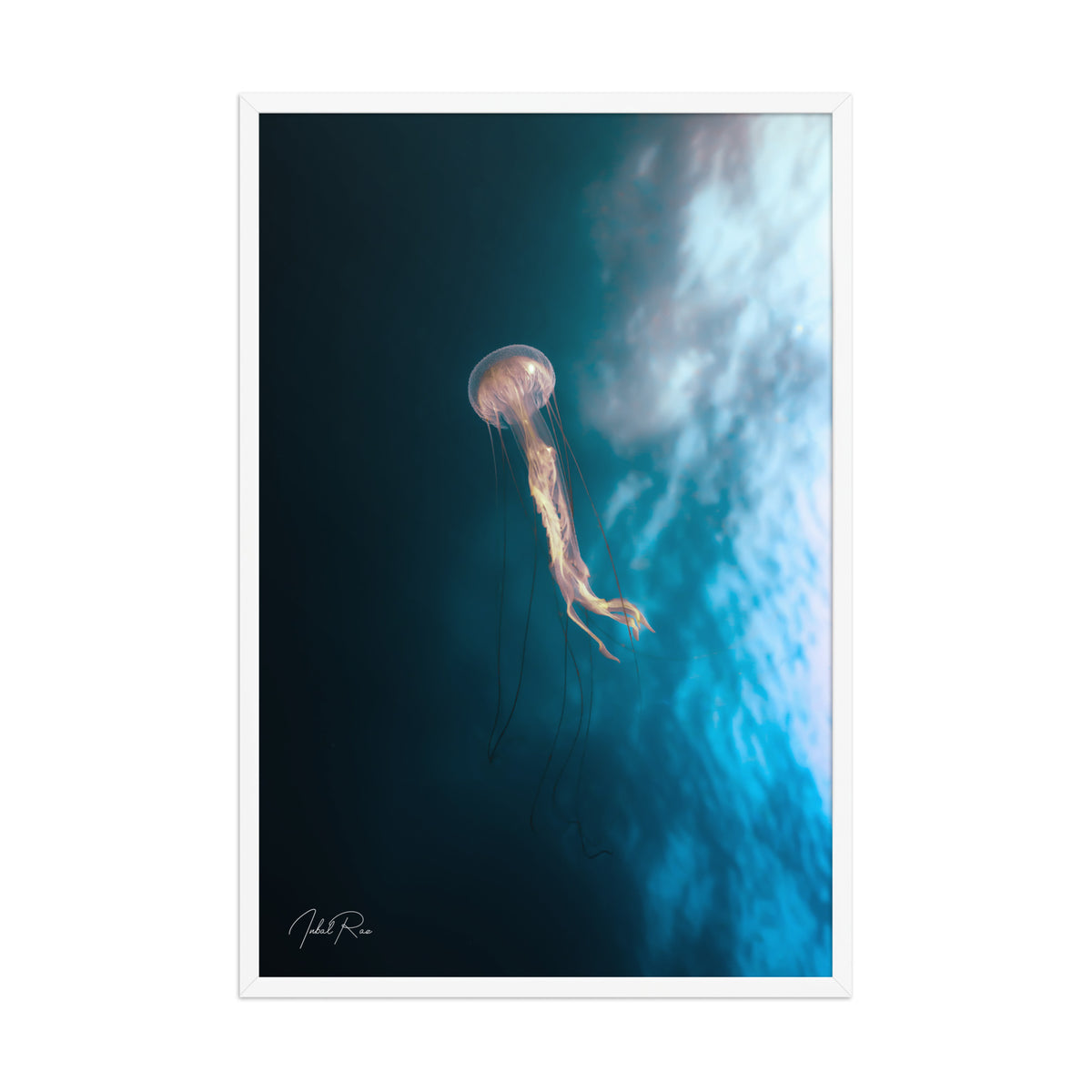 Jellyfish in the Mozambican