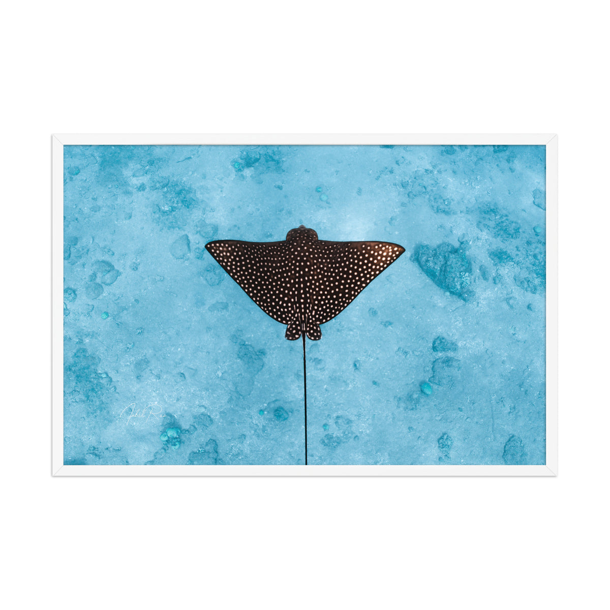Eagle Ray