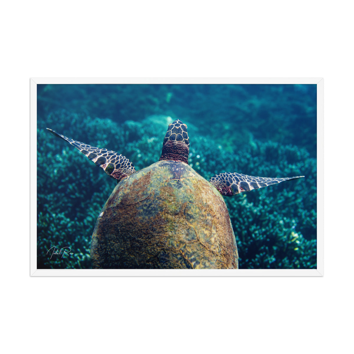 Gliding Sea Turtle