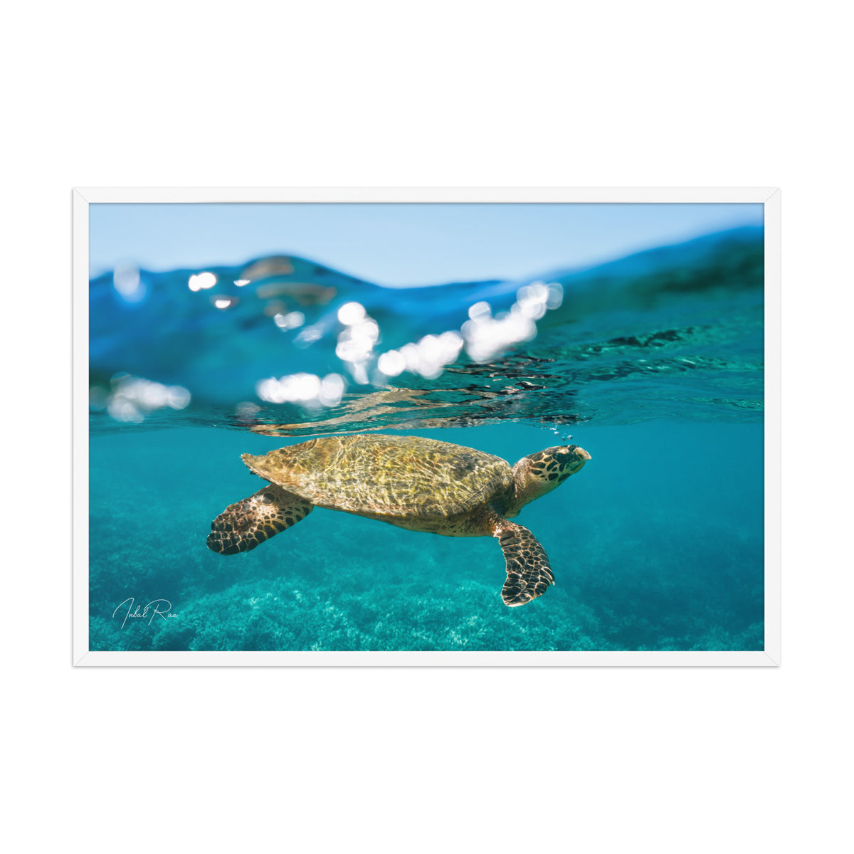 Sea Turtle at the Surface