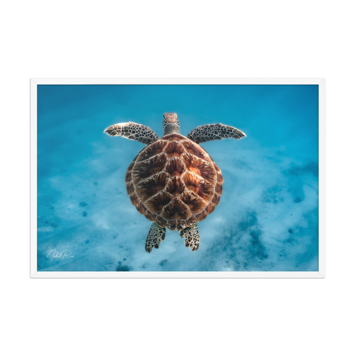Flying Sea Turtle