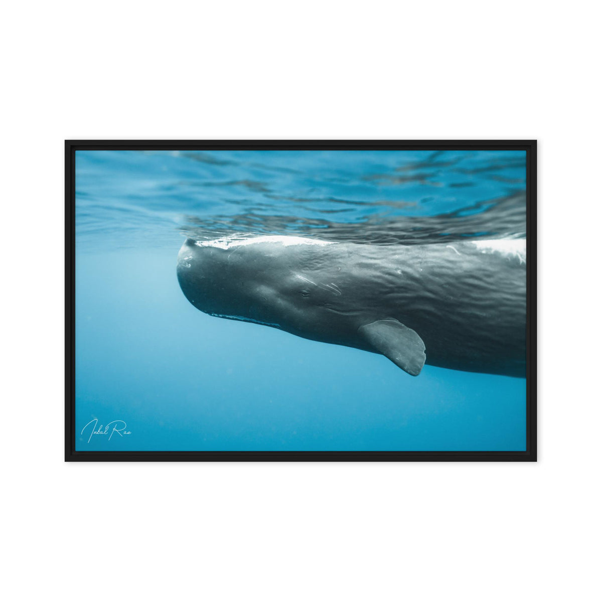Eye to Eye with a Sperm Whale canvas framed whale photography wall art