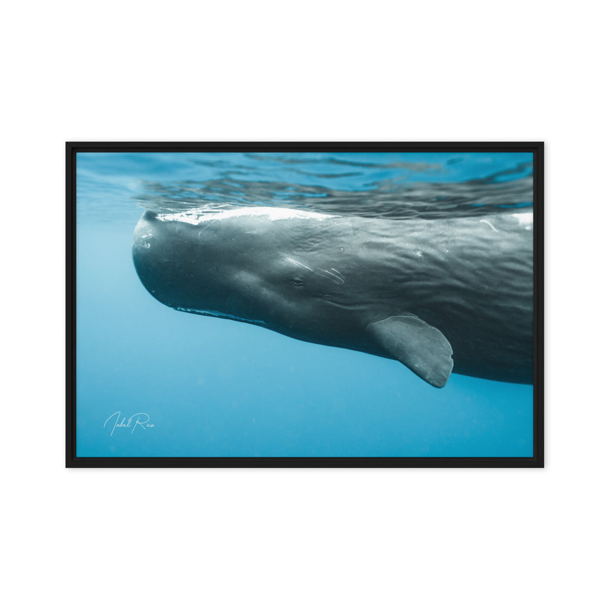 Eye to Eye with a Sperm Whale framed sperm whale photography print from Mauritius