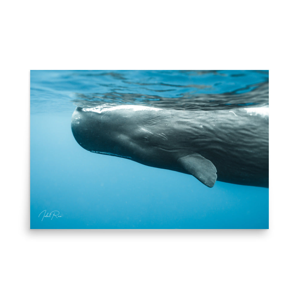 Eye to Eye with a Sperm Whale unframed underwater whale wall art print