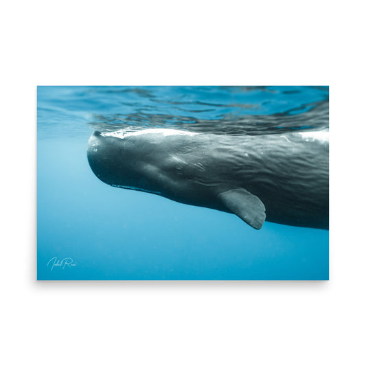 Eye to Eye with a Sperm Whale unframed underwater whale wall art print