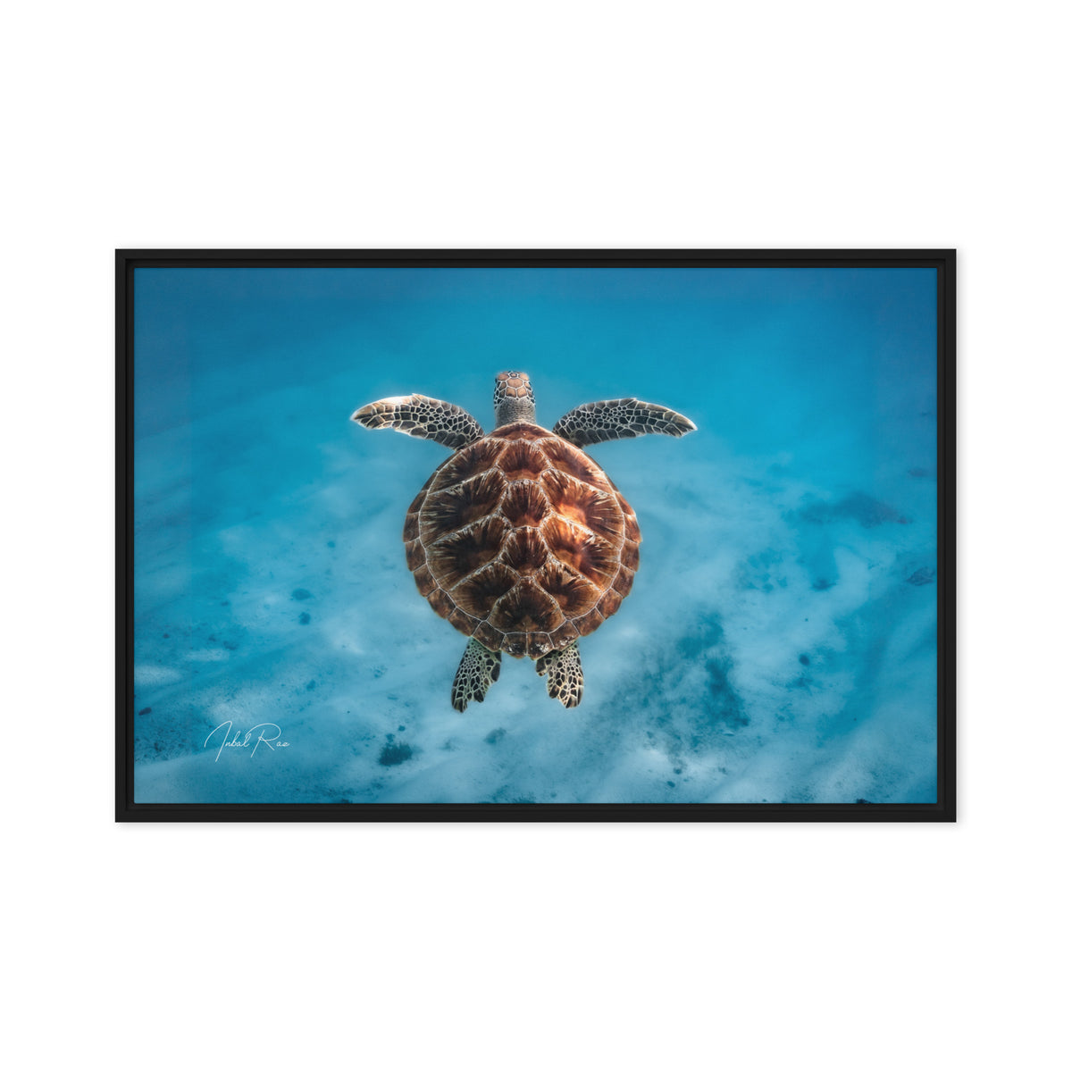 Flying Sea Turtle framed sea turtle photography print