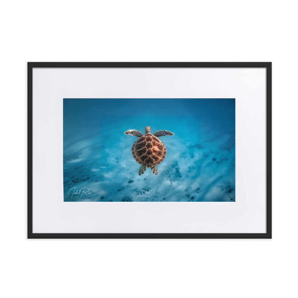 Flying Sea Turtle matte framed ocean wall art print