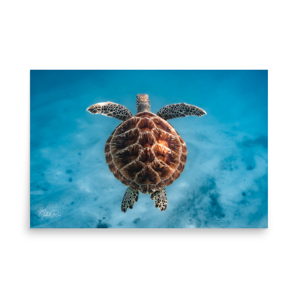 Flying Sea Turtle unframed underwater sea turtle wall art print from Mauritius