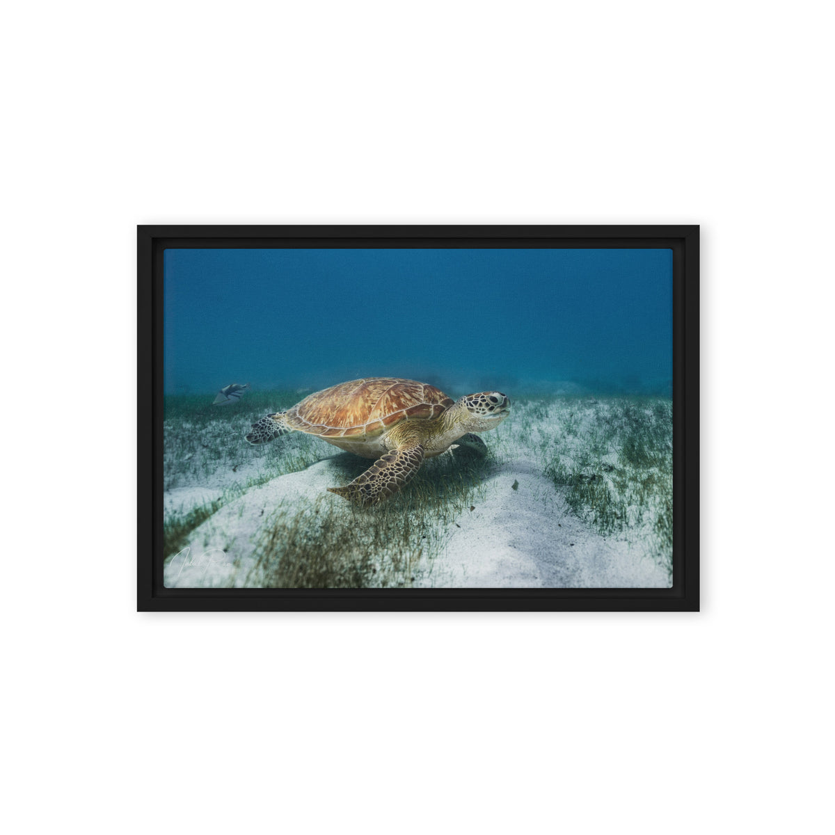 Mauritian Sea Turtle