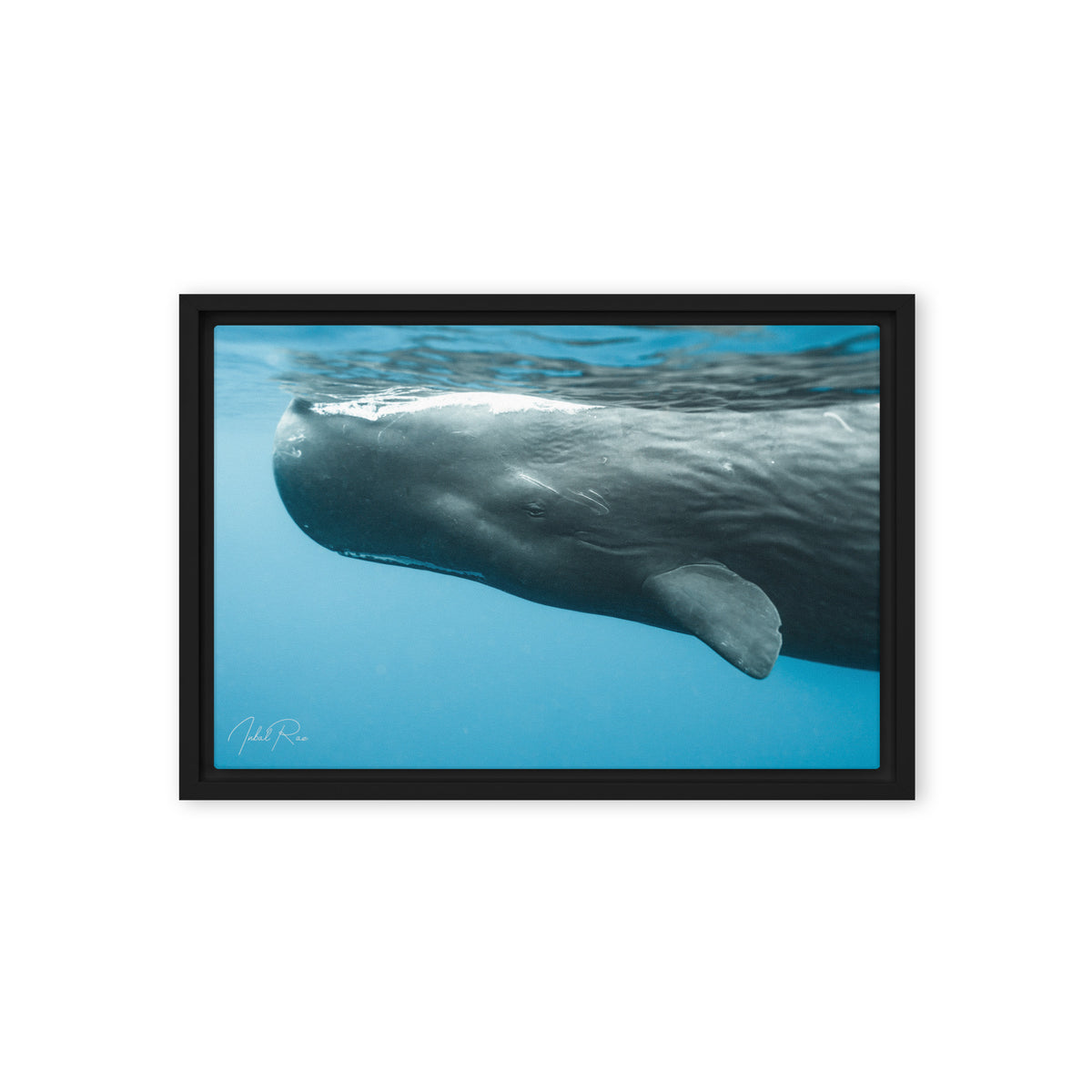 Eye to Eye with a Sperm Whale