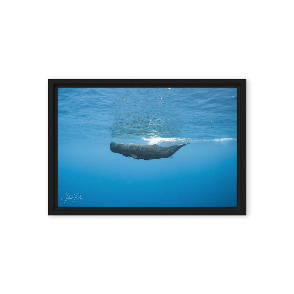 Sperm Whale in the Big Blue