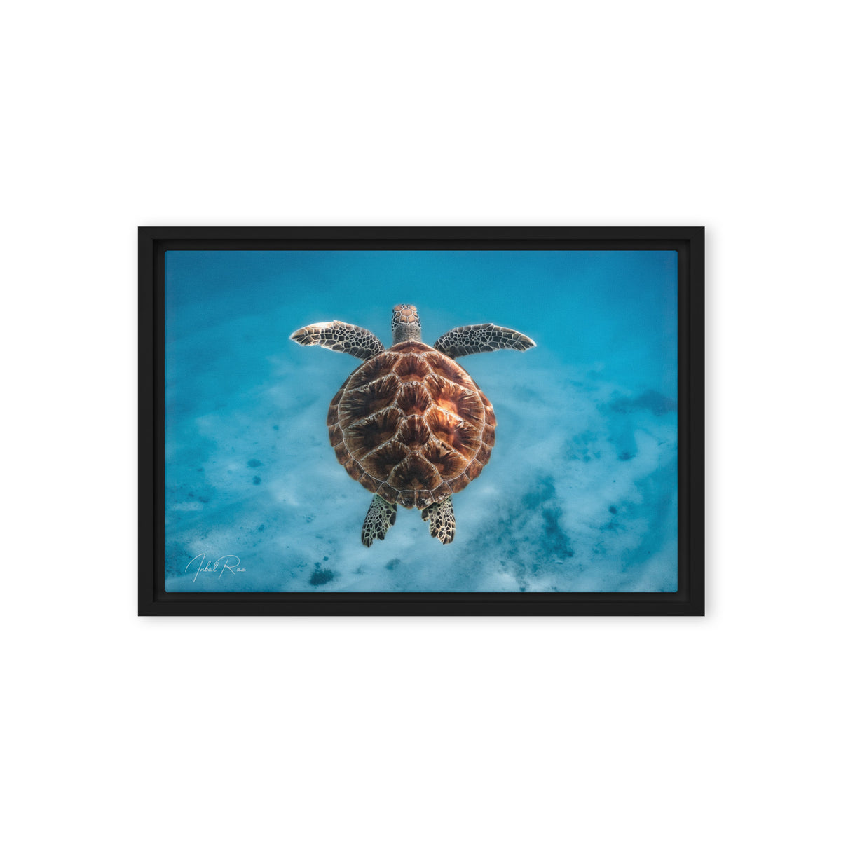 Flying Sea Turtle