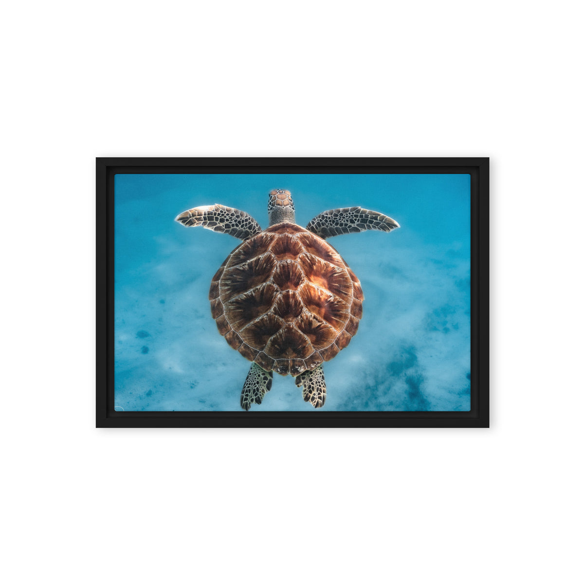 Flying Sea Turtle