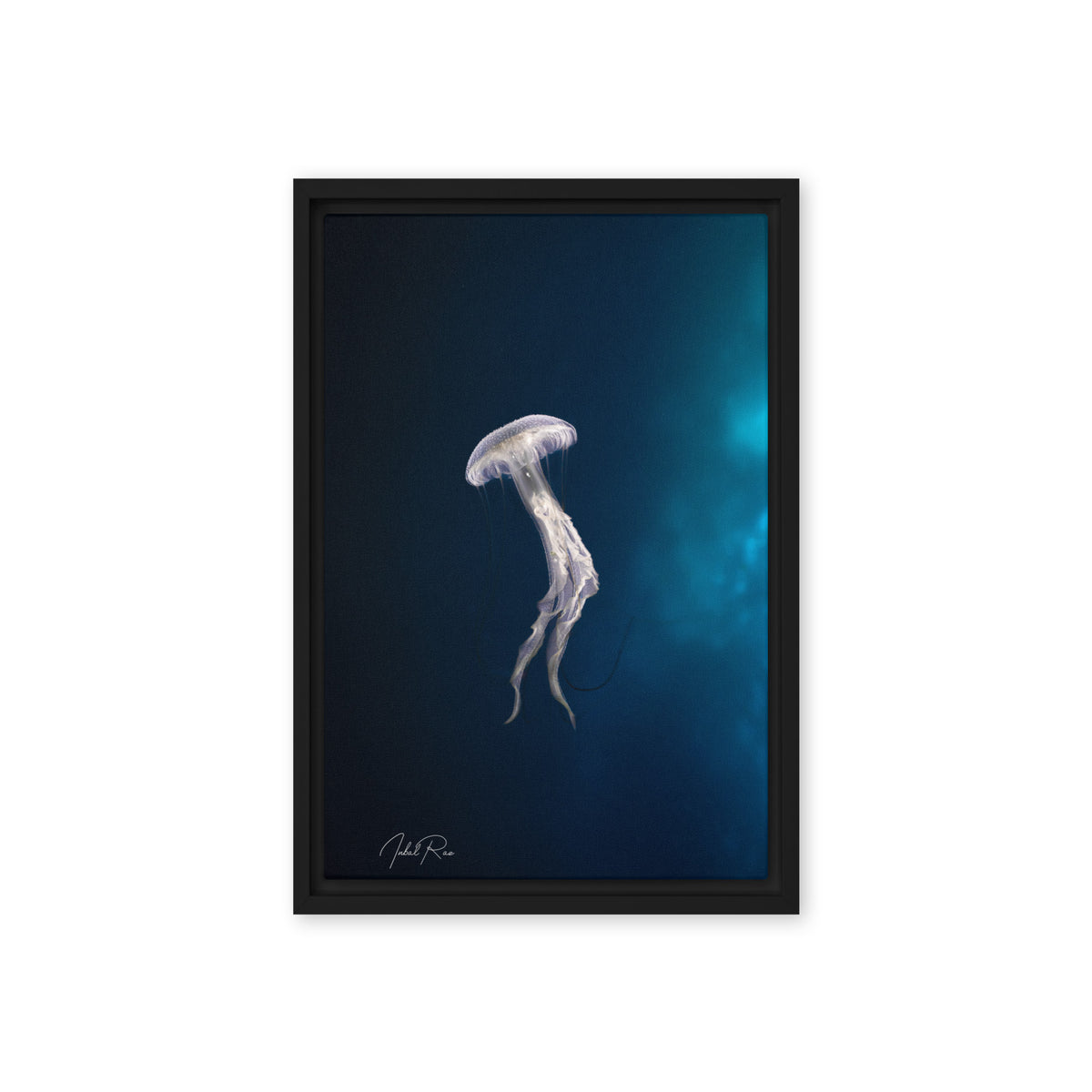 Elegance of a Jellyfish