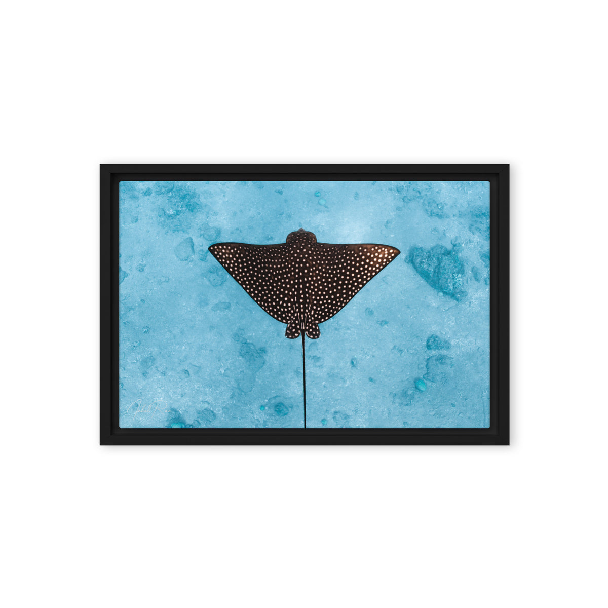 Eagle Ray