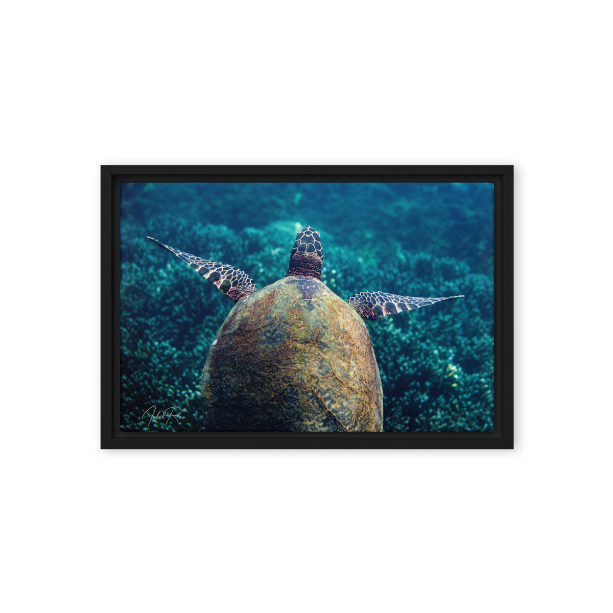 Gliding Sea Turtle