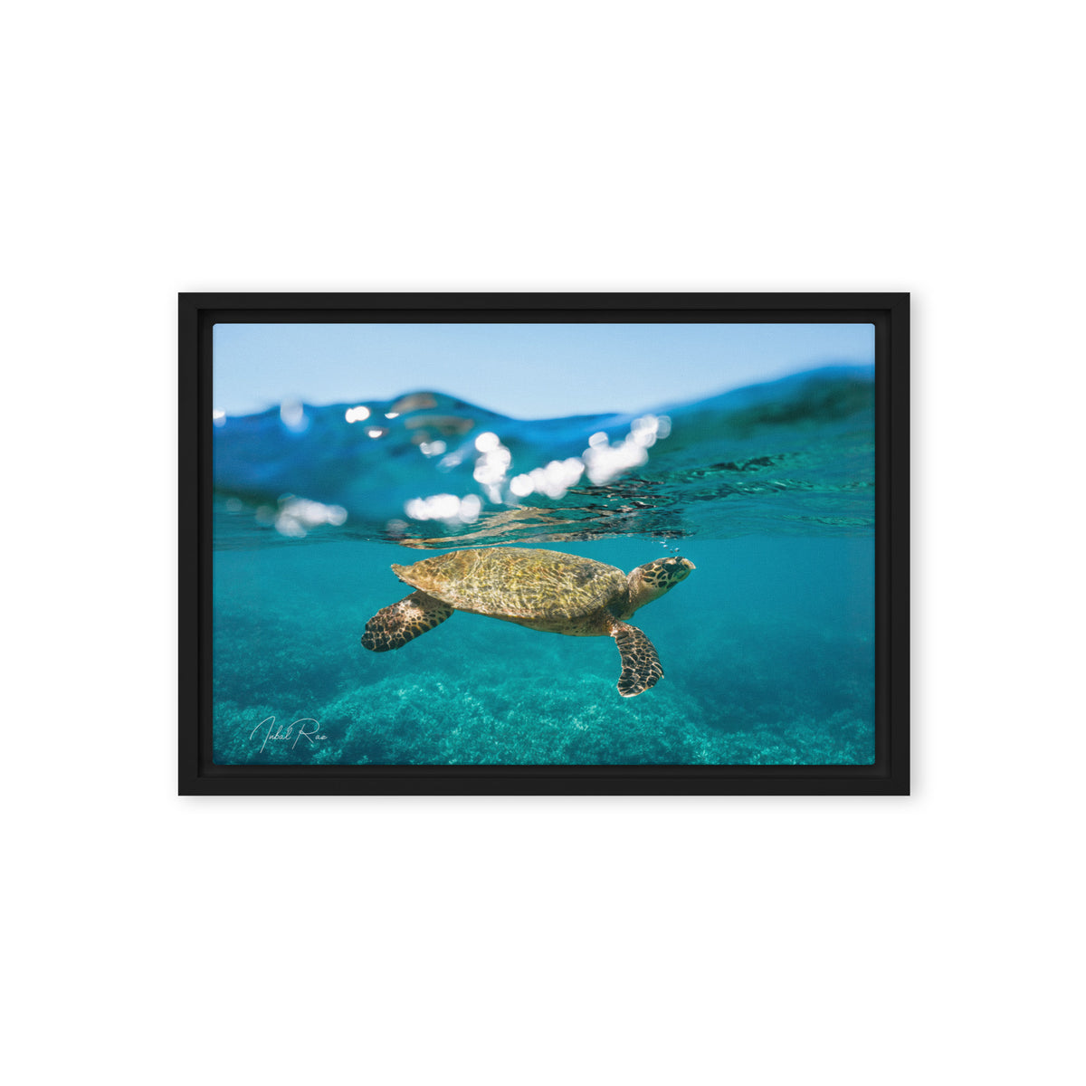 Sea Turtle at the Surface