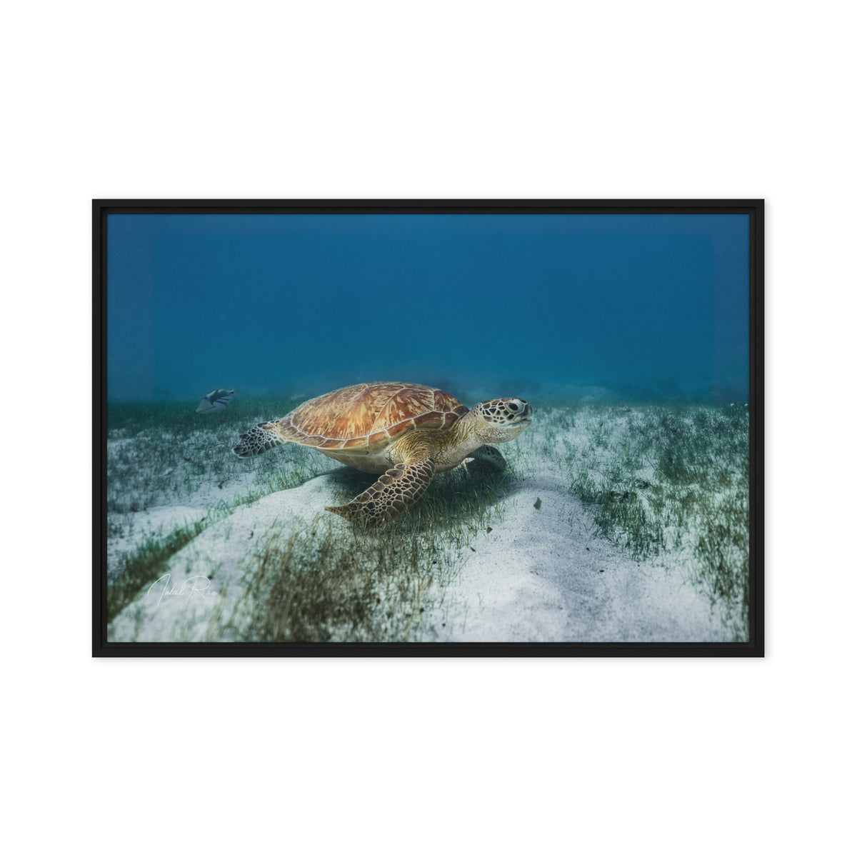 Mauritian Sea Turtle