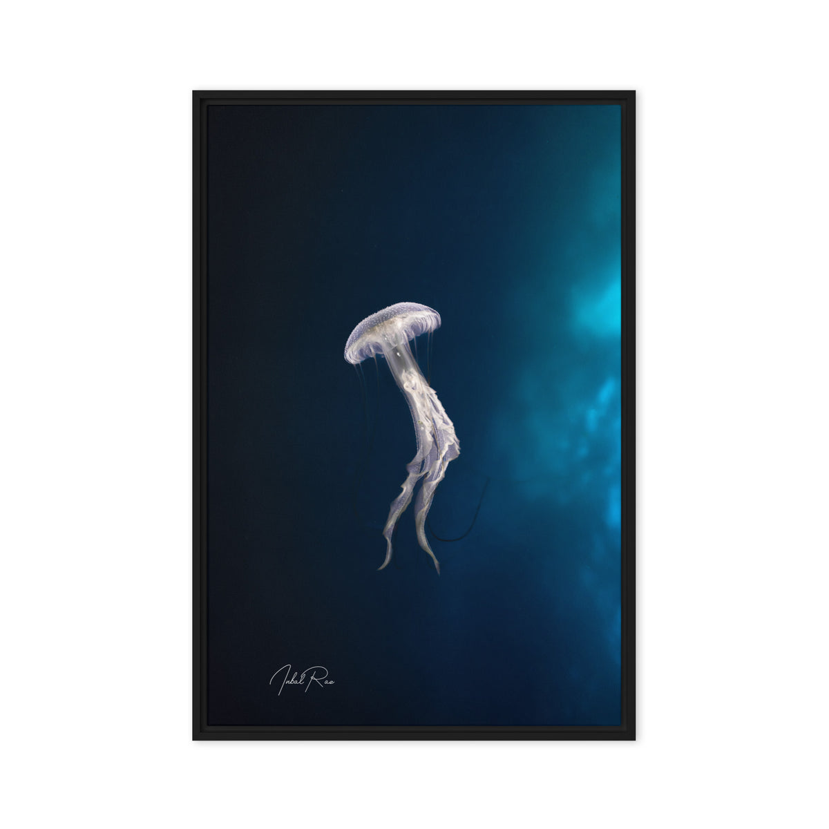 Elegance of a Jellyfish