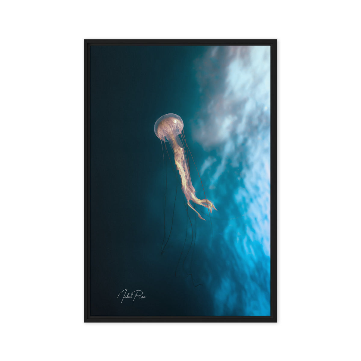 Jellyfish in the Mozambican
