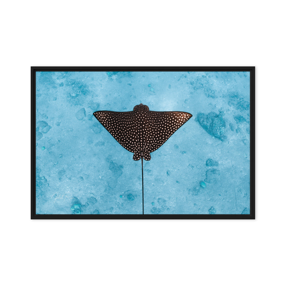 Eagle Ray