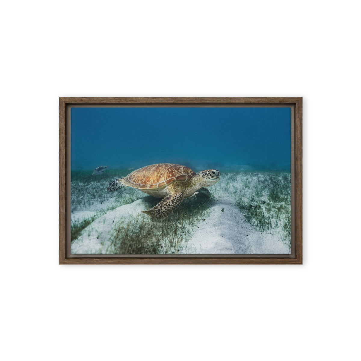Mauritian Sea Turtle