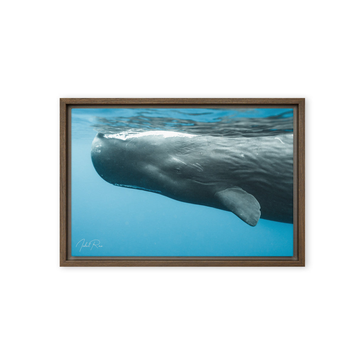 Eye to Eye with a Sperm Whale
