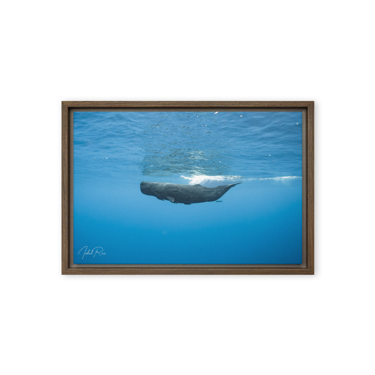 Sperm Whale in the Big Blue