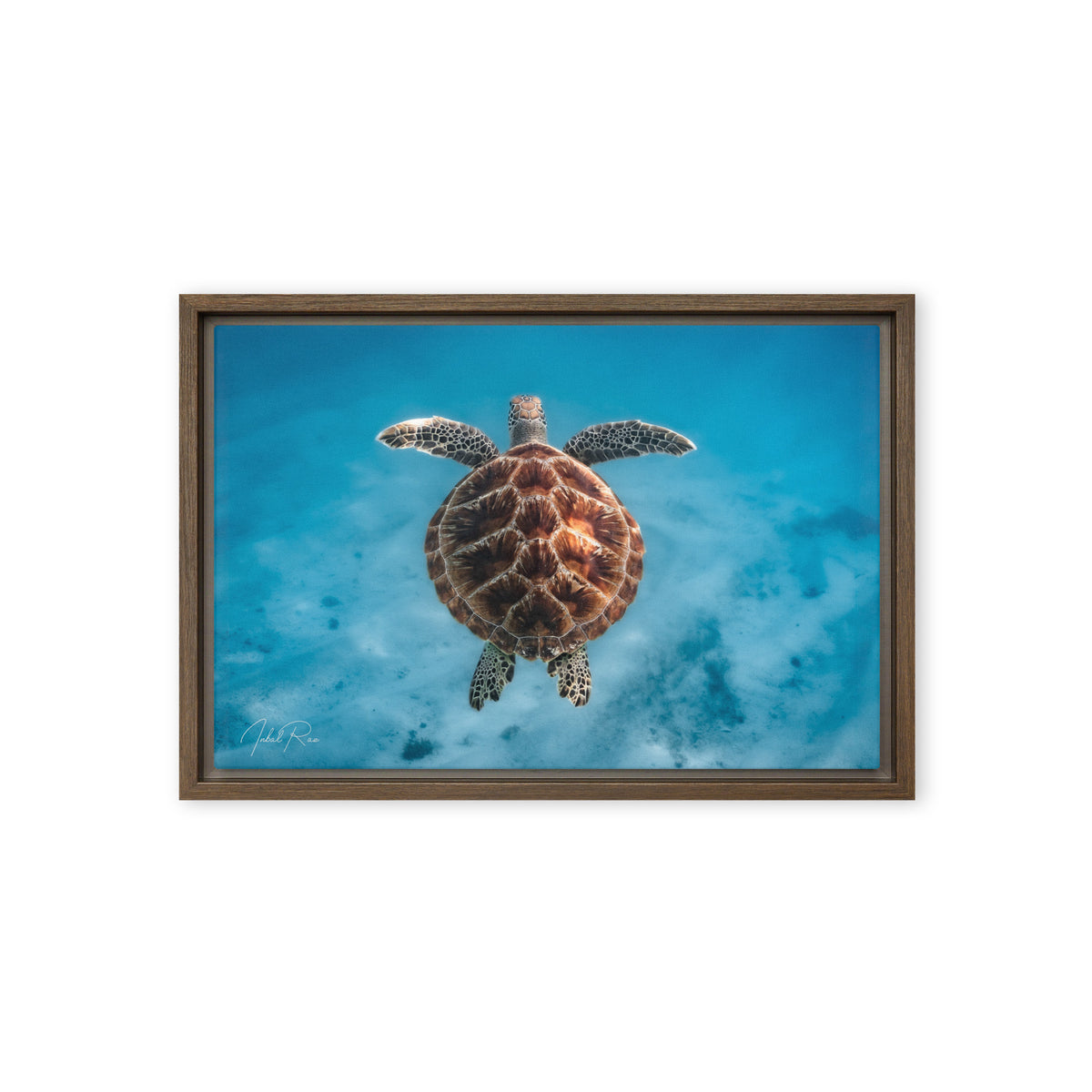 Flying Sea Turtle