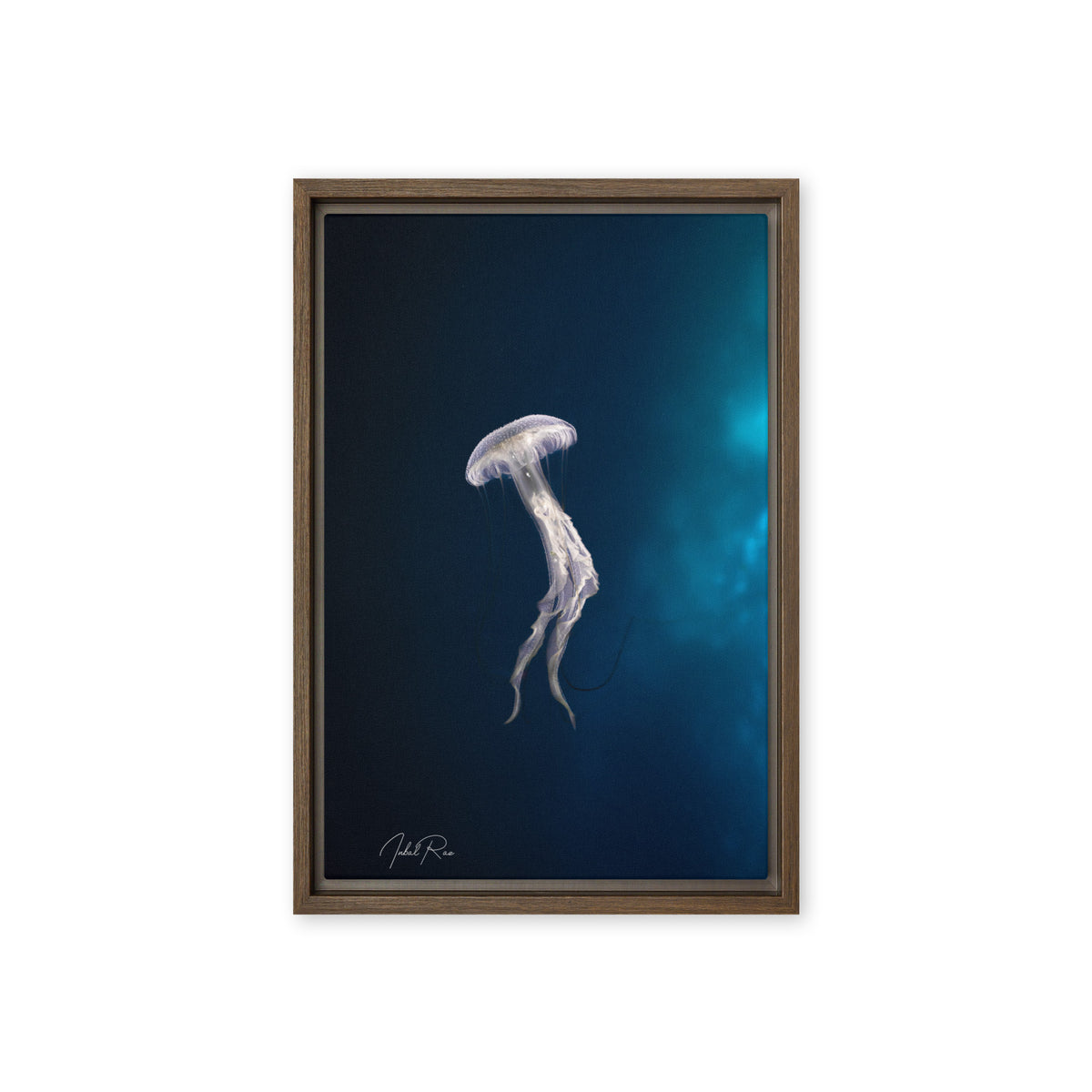 Elegance of a Jellyfish