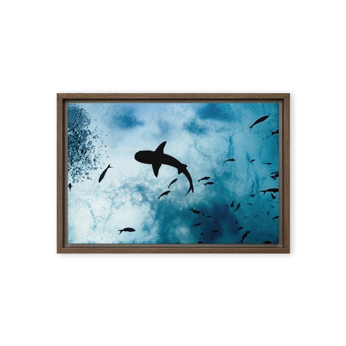 A Shark from a Different Angle