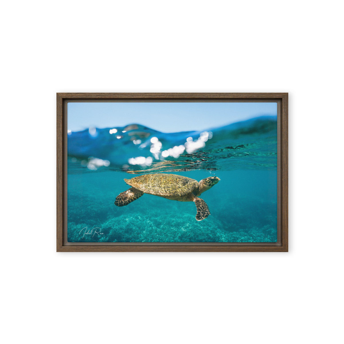 Sea Turtle at the Surface
