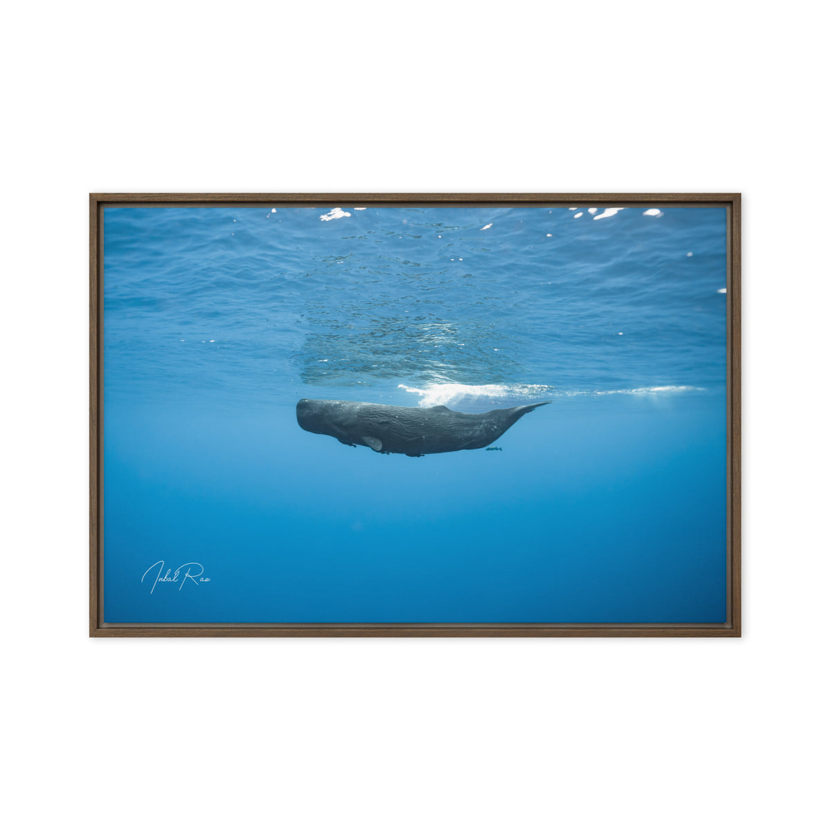 Sperm Whale in the Big Blue
