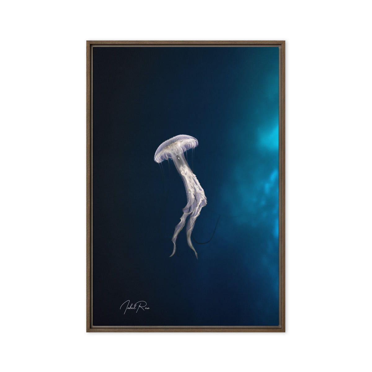 Elegance of a Jellyfish