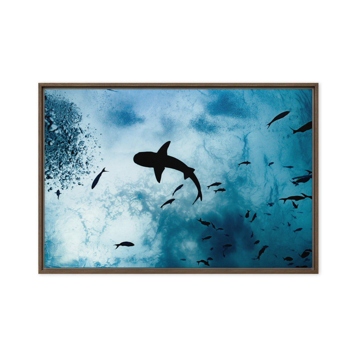 A Shark from a Different Angle