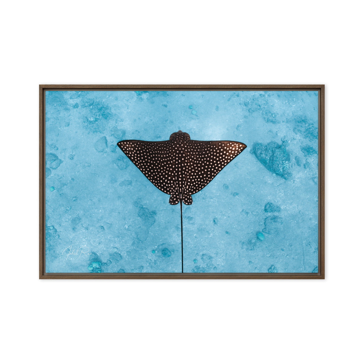 Eagle Ray