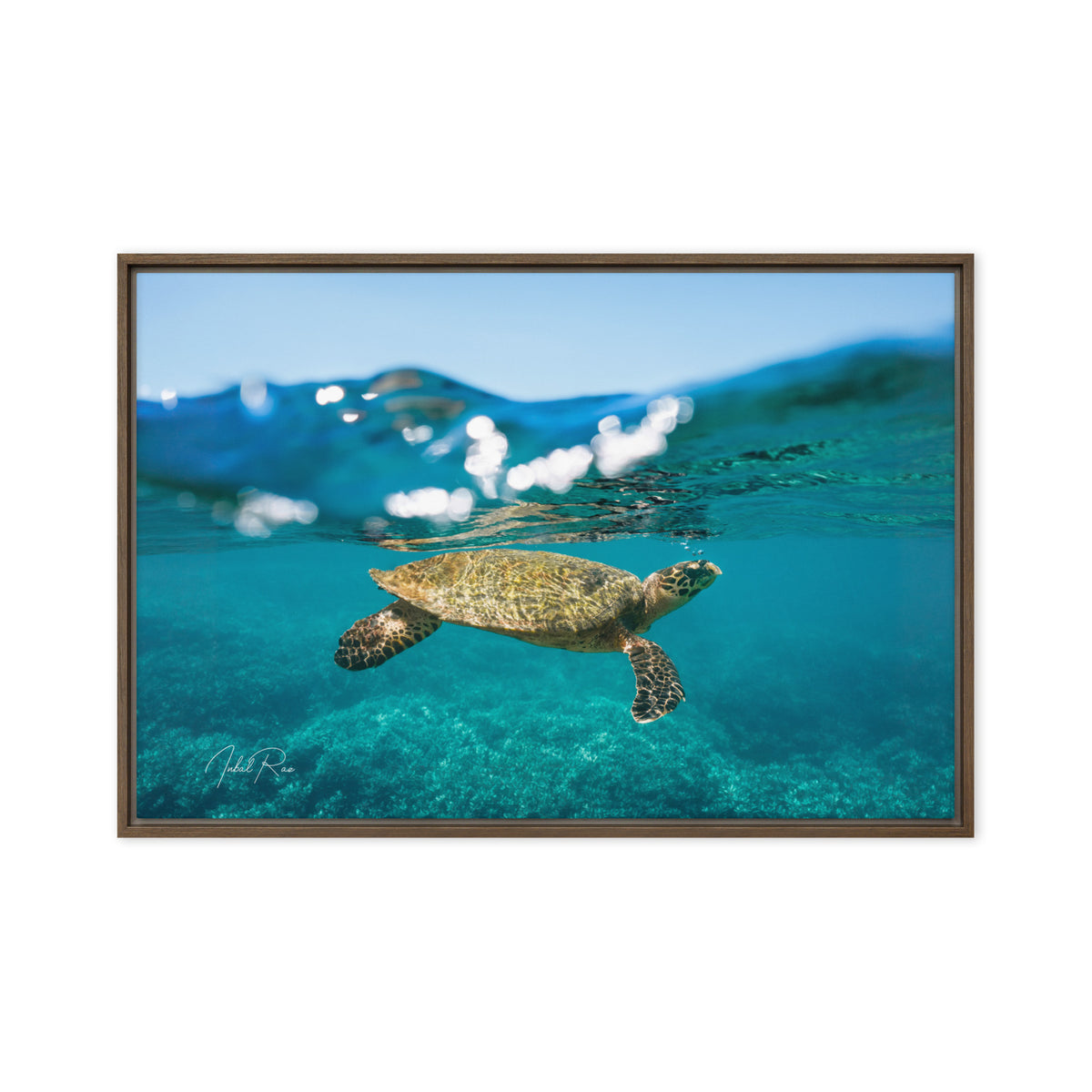 Sea Turtle at the Surface