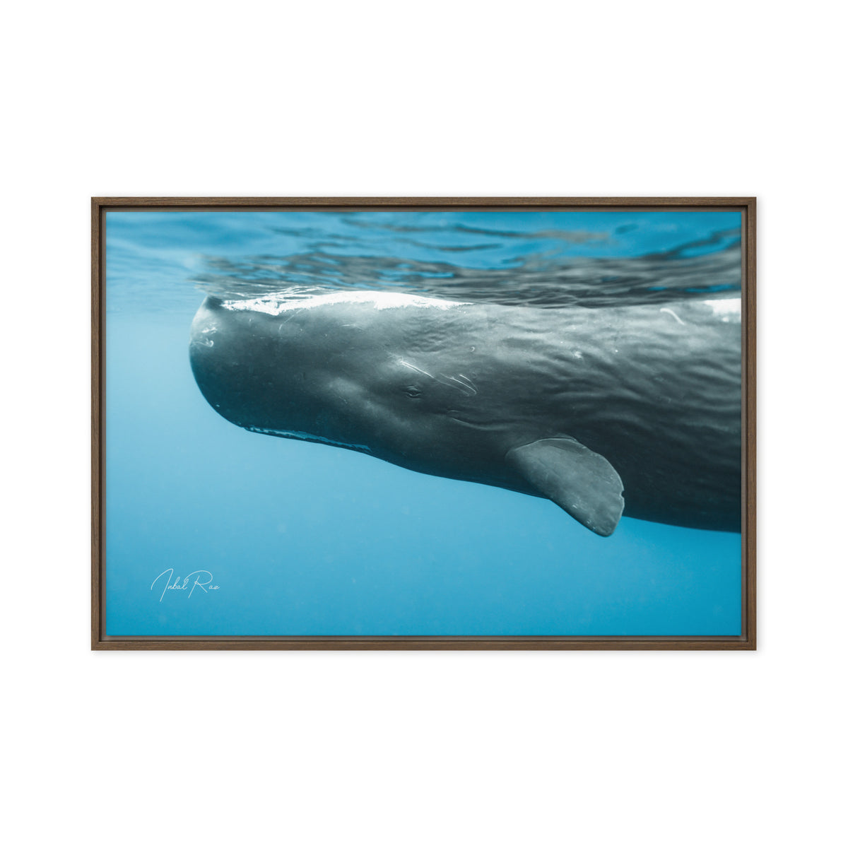 Eye to Eye with a Sperm Whale