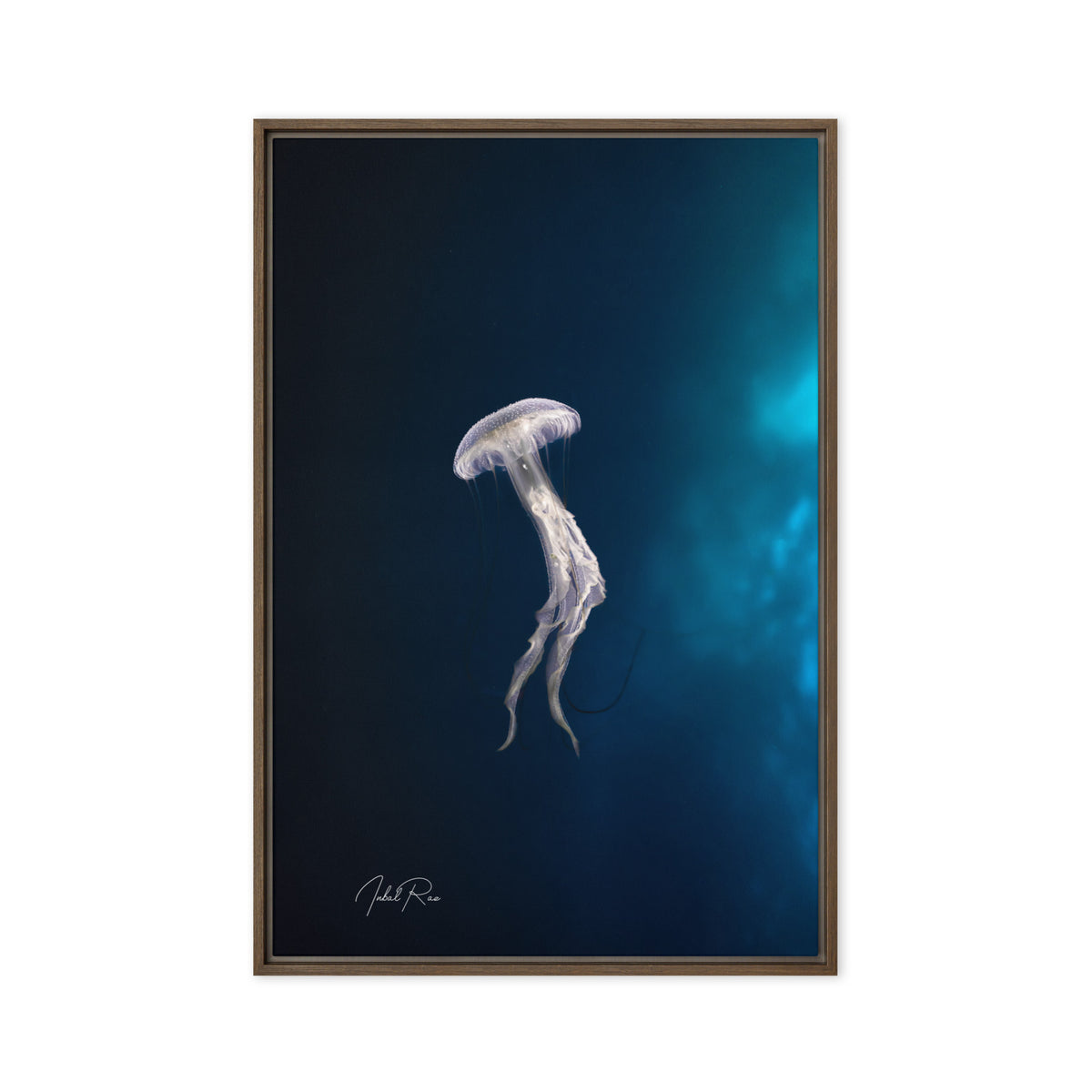 Elegance of a Jellyfish