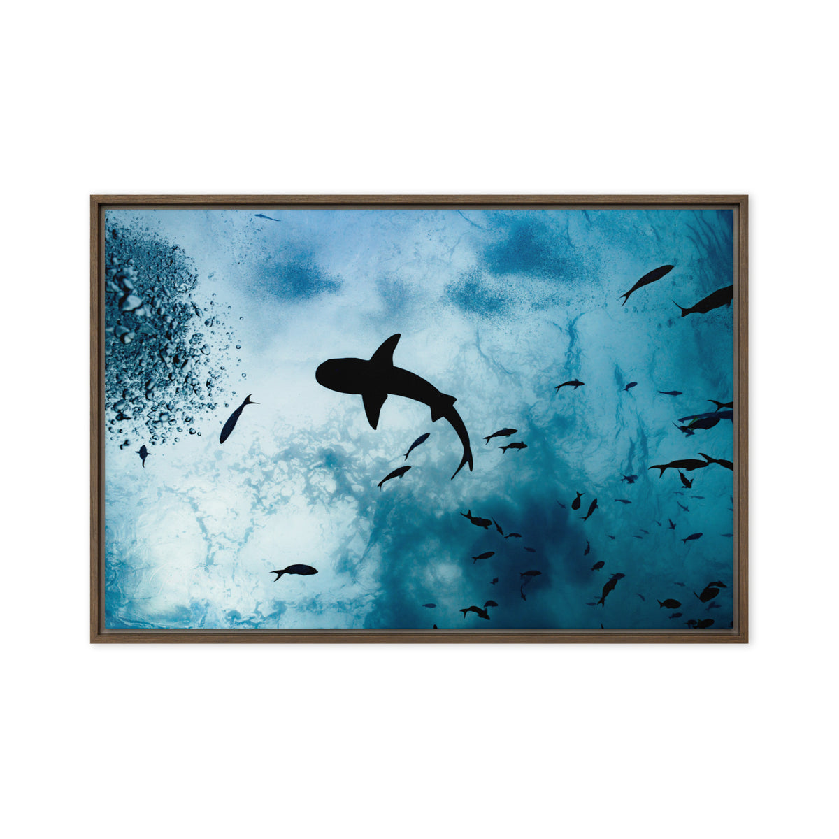 A Shark from a Different Angle