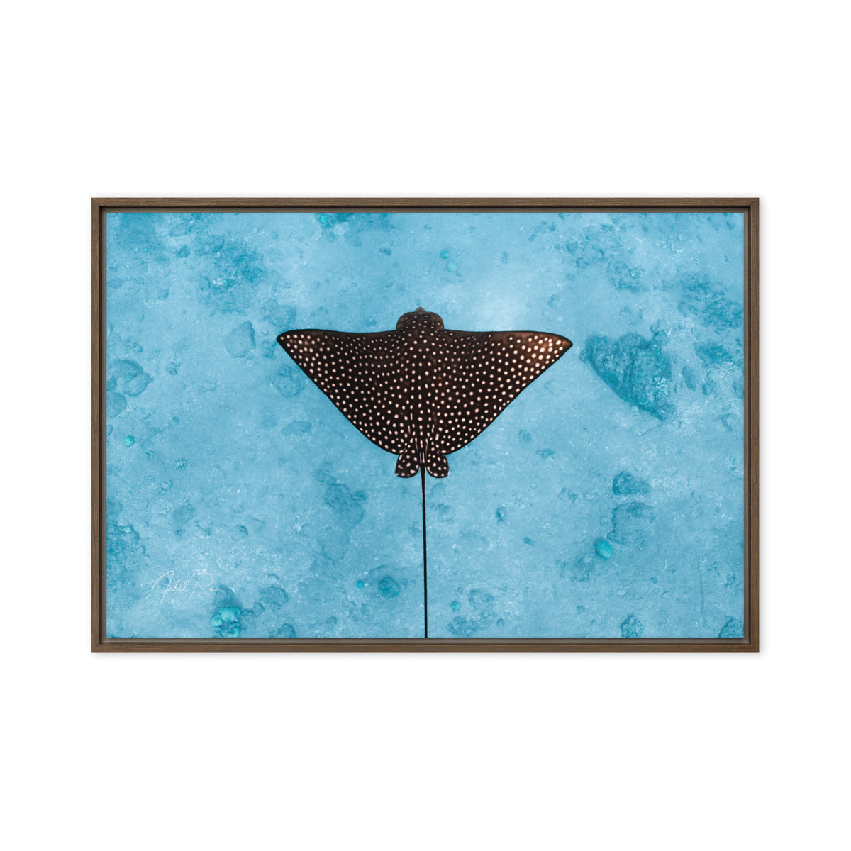 Eagle Ray