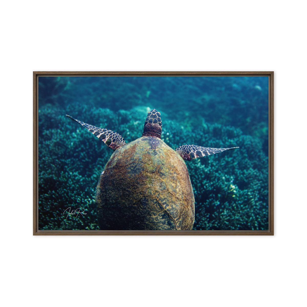Gliding Sea Turtle