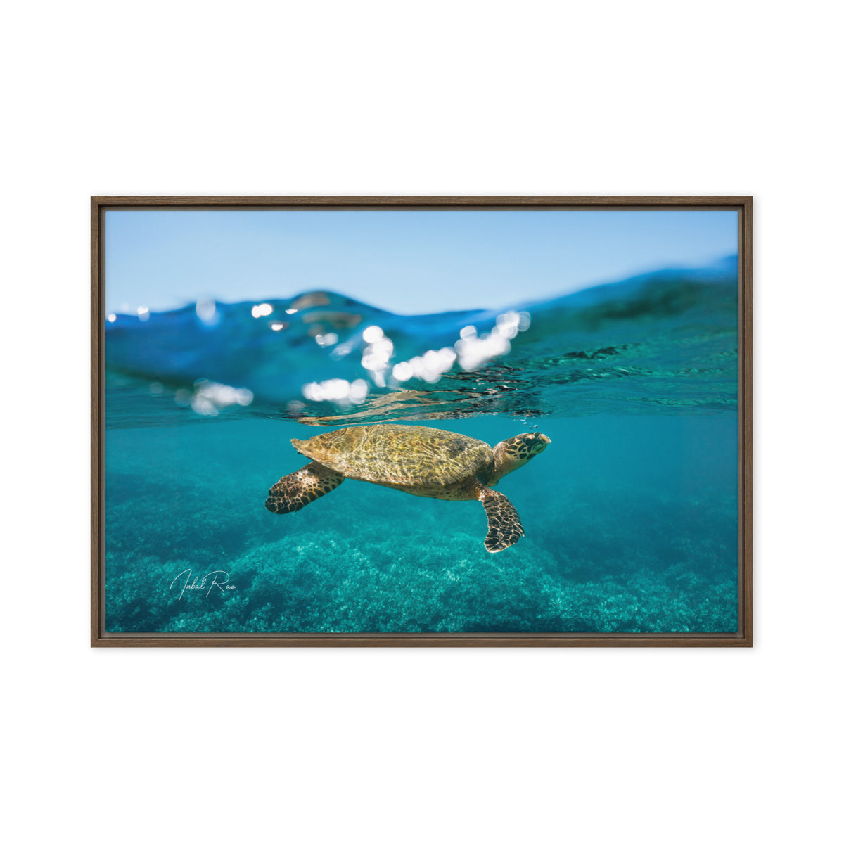 Sea Turtle at the Surface