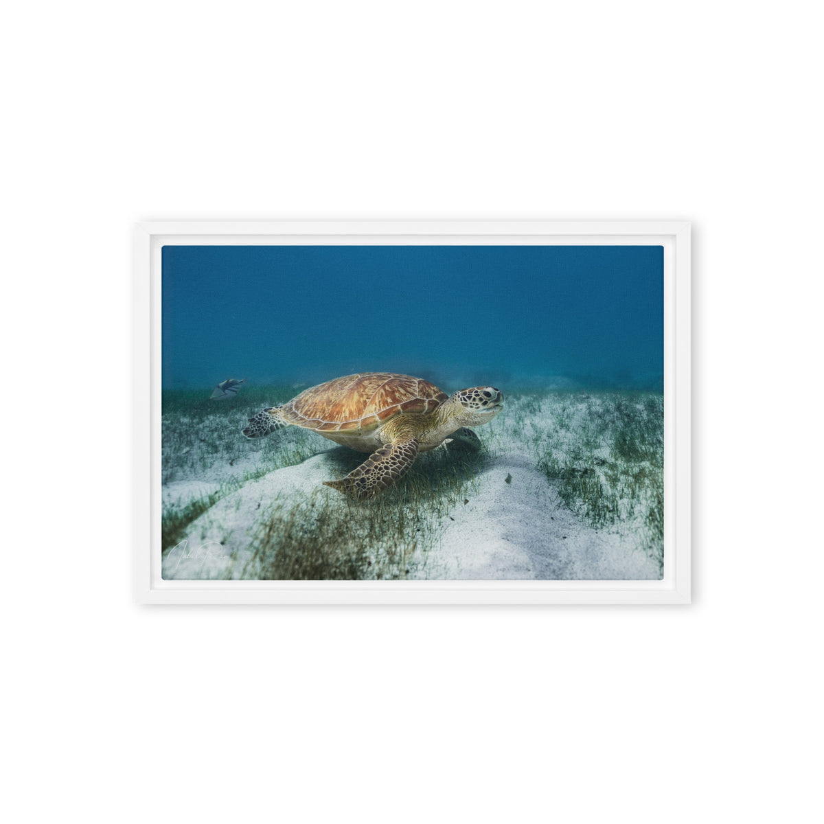 Mauritian Sea Turtle