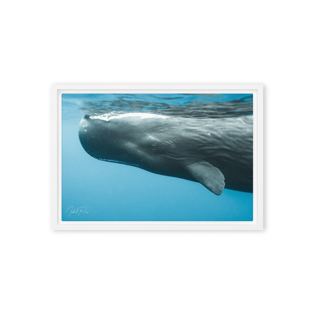 Eye to Eye with a Sperm Whale