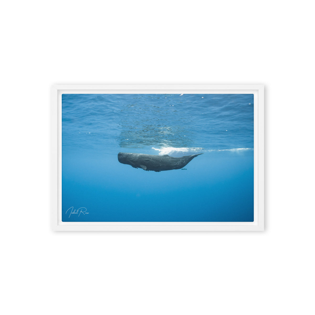 Sperm Whale in the Big Blue